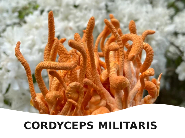Cordyceps militaris