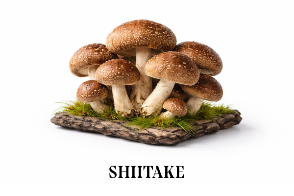 Shiitake