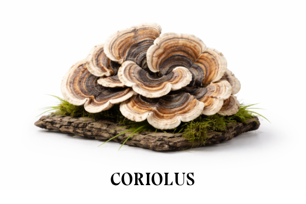 CORIOLUS