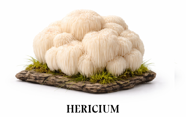 HERICIUM
