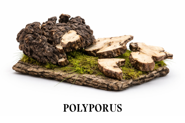 POLYPORUS