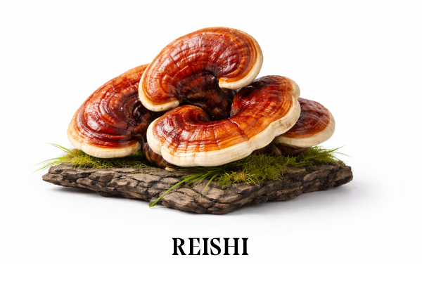 REISHI