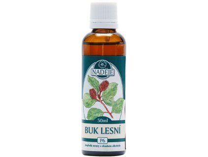 P6 buk lesni