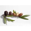 argan nuts and leaves from argan tree argania spinosa CSF021292