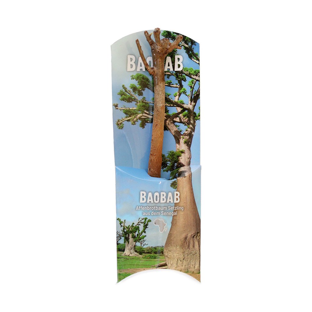 Fair trade sazenice baobabu ze Senegalu