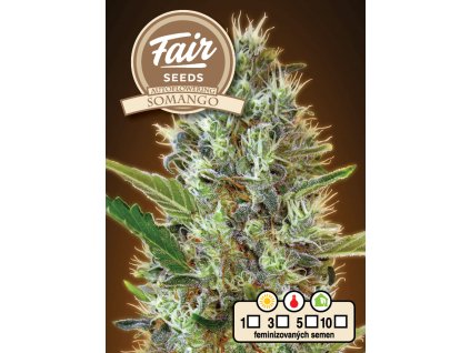 fair seeds auto somango 2024