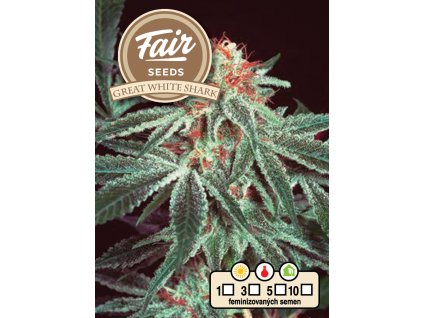 fair seeds great white shark 2024