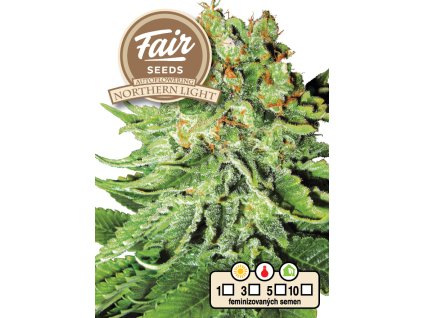 fair seeds auto northern light 2024