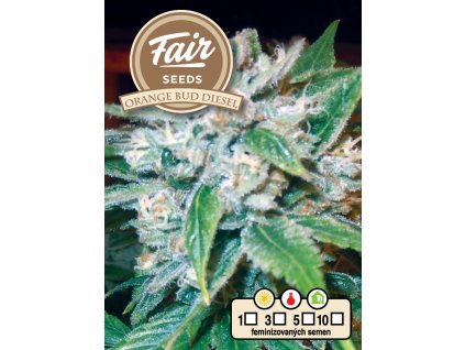 fair seeds orange bud diesel 2024