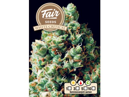 fair seeds white critical 2024