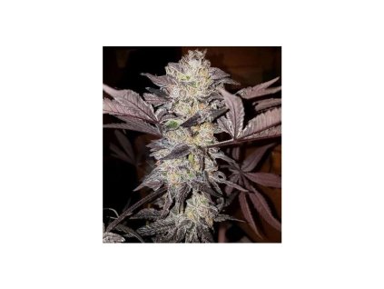 19351 tropicanna punch f1 ezgif.com webp to jpg converter