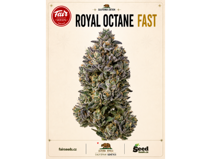 Royal Octane Fast bud