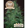 Fair Seeds Auto Amnesia, feminized autoflowering, 1ks