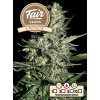 Fair Seeds Auto Critical feminizovaná autoflowering