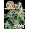 Fair Seeds Auto Cream Candy, feminized autoflowering, 1ks