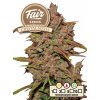 Fair Seeds Auto Crystal Meth feminizovaná autoflowering