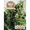 Fair Seeds Auto CBD White Widow, feminized autoflowering,1ks