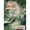 Fair Seeds Auto Grapefruit, feminized autoflowering, 1ks
