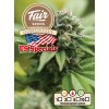 Fair Seeds Auto Gorilla Glue, feminized autoflowering, 1ks