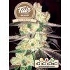 Fair Seeds Auto OG Kush feminizovaná autoflowering