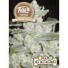 Fair Seeds Auto White Widow feminizovaná autoflowering