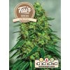 Fair Seeds Critic, feminized, 1ks