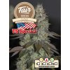 Fair Seeds GMO Garlic Mint OG, feminized, 1ks