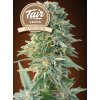 Fair Seeds Auto Jack, feminized autoflowering, 1ks