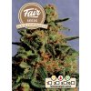 Fair Seeds Black Dominator, feminized, 1ks