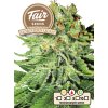 Fair Seeds Auto Northern Light, feminized autoflowering,1ks