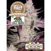 Fair Seeds CALI WEED Platinum Cookies, feminized, 1ks