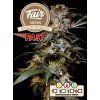 Fair Seeds Black Poison Fast, feminized fast, 1ks