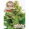 Fair Seeds LSD 99 Fast, feminized fast, 1ks