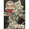 Fair Seeds Headbanger F1, feminized F1, 1ks