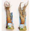 Fair trade baobab sazenice 8 9 let 3