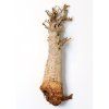 Fair trade baobab sazenice 15 let 1