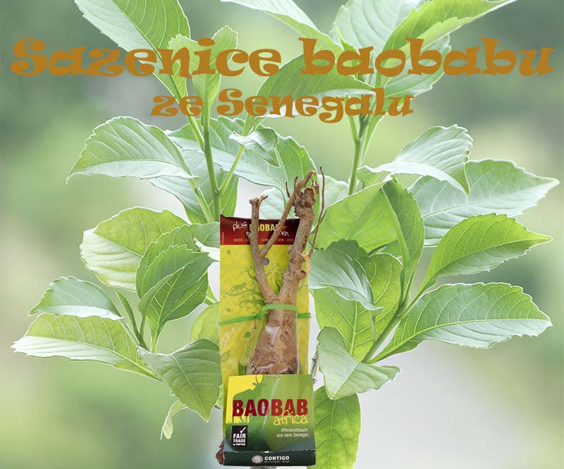 Fair trade sadenice baobabu