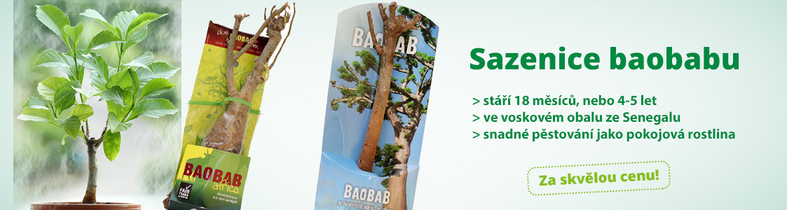 Fair trade sadenice baobabu
