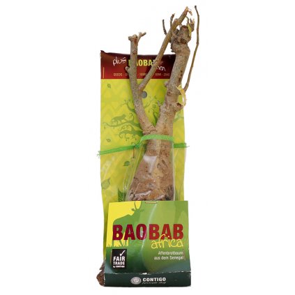 Fair trade sazenice baobabu ze Senegalu 4 5 let a semínka