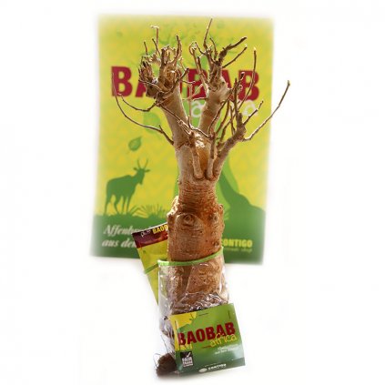 Fair trade sazenice baobabu ze Senegalu, 8 9 let