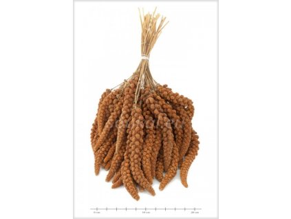 FINE PET Senegalské proso červené klasy 100g