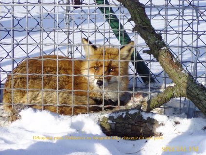 Past typ 5 pro odchyt lišky a jezevce