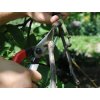 1000 1000 3 718 0 nl okatsune secateurs 02