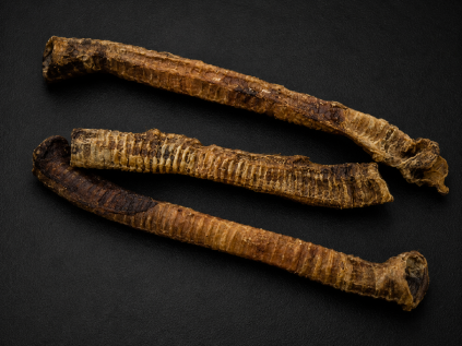 trachea dlouhá