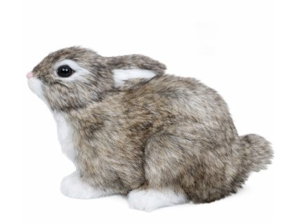zajac šedy