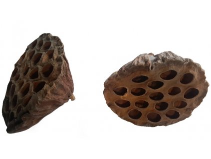 3096 suseny plod lotus