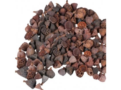 3324 suseny plod lotus mini