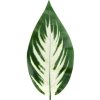 umely list hosta 50 cm