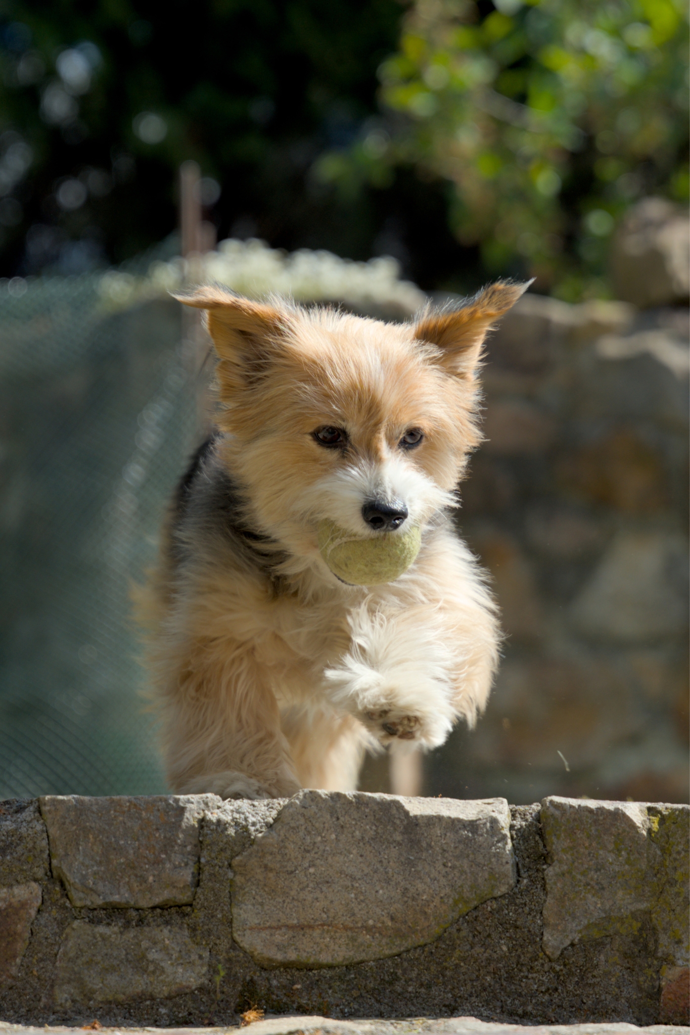 Focení psů a mazlíčků