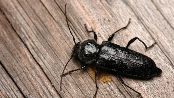 Ako ochrániť drevo pred drevokazným hmyzom